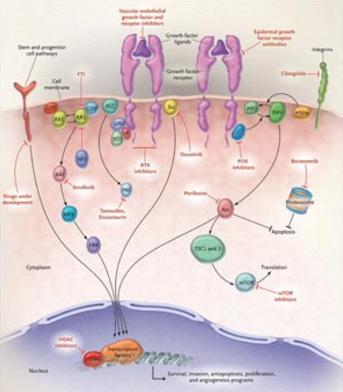Molecular inhibitors