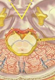 Glossopharyngeal neuralgia 01