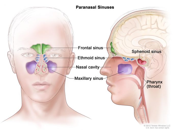 Diagram of the paranasal sinuses.