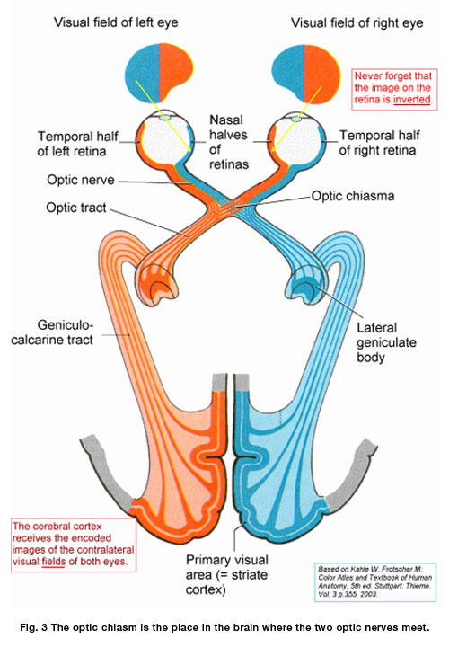 Anatomy of Vision