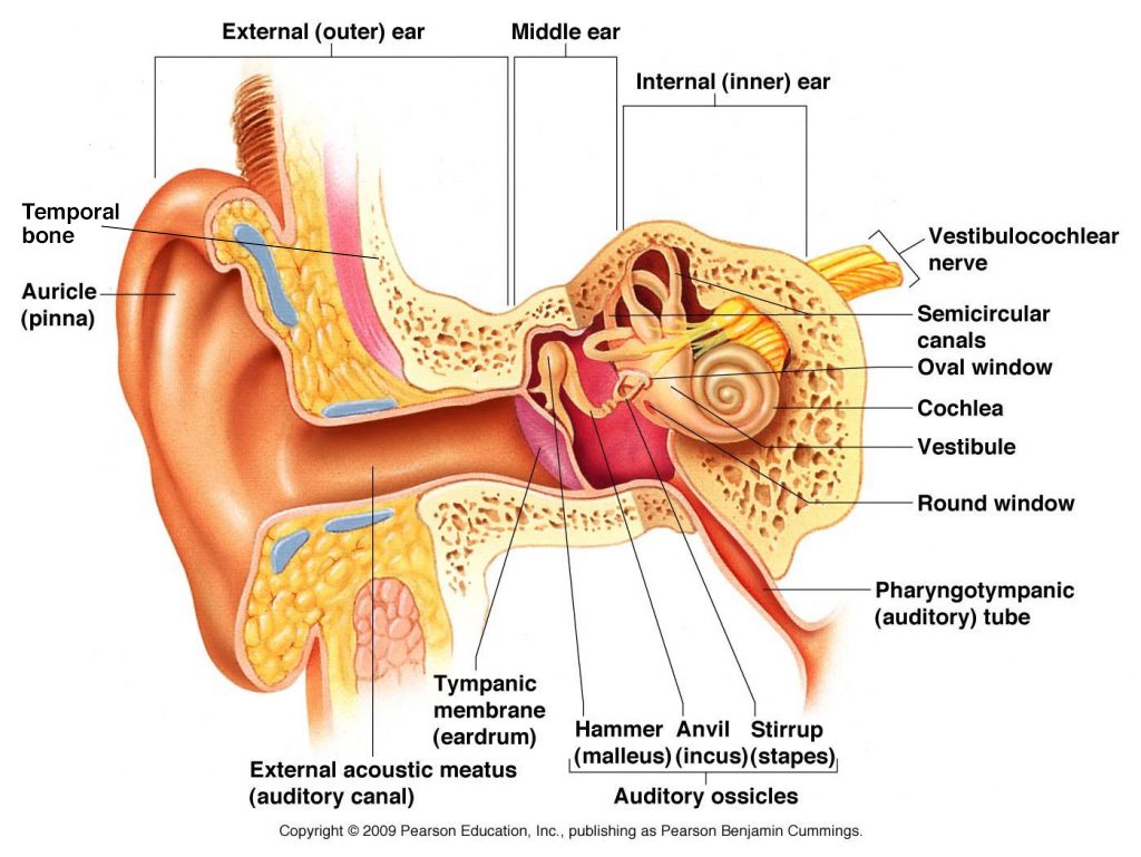Hearing Loss, Tinnitus & Balance Therapy | Pacific Eye & Ear Center