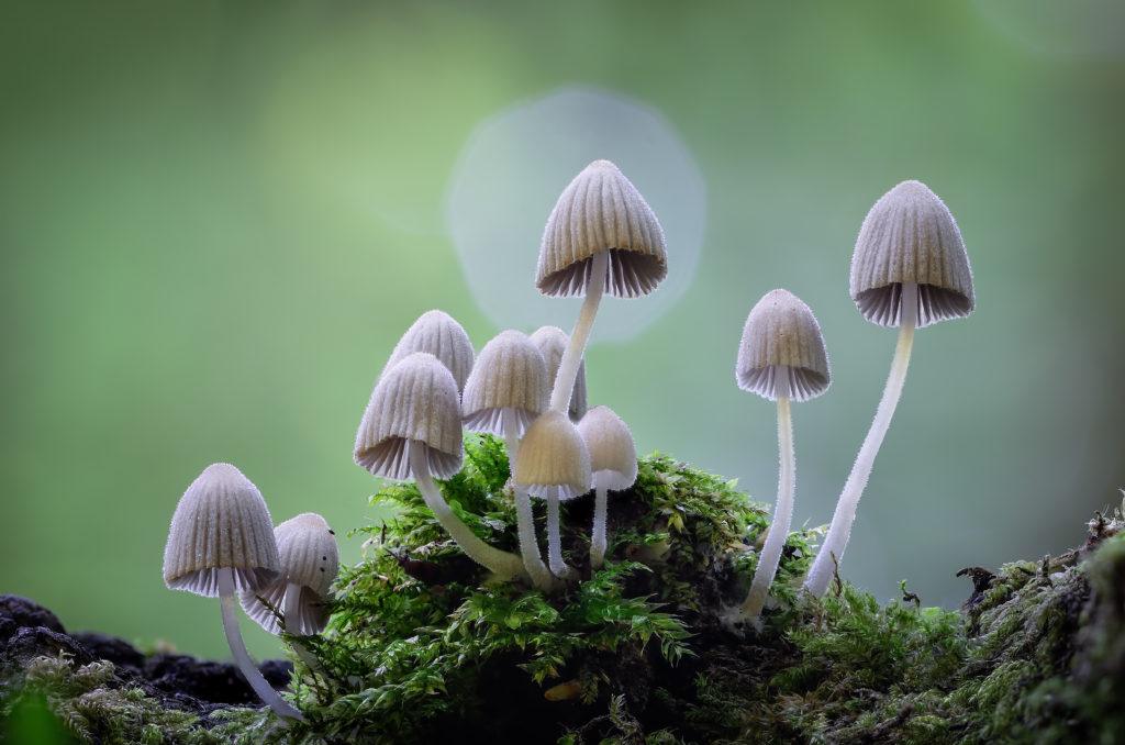 psilocybin mushrooms