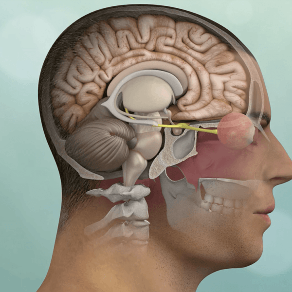 illustration of a human brain