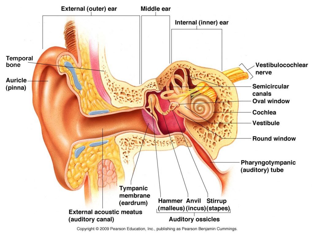 Anatomy of the ear.