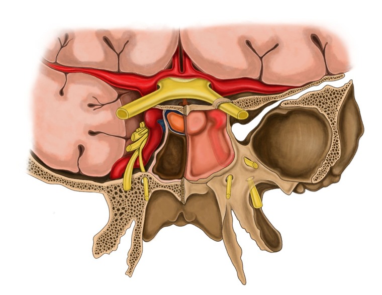Pituitary anatomy illustration