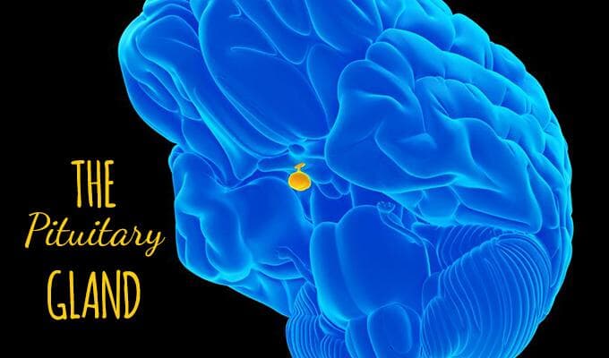 Illustration of the pituitary gland