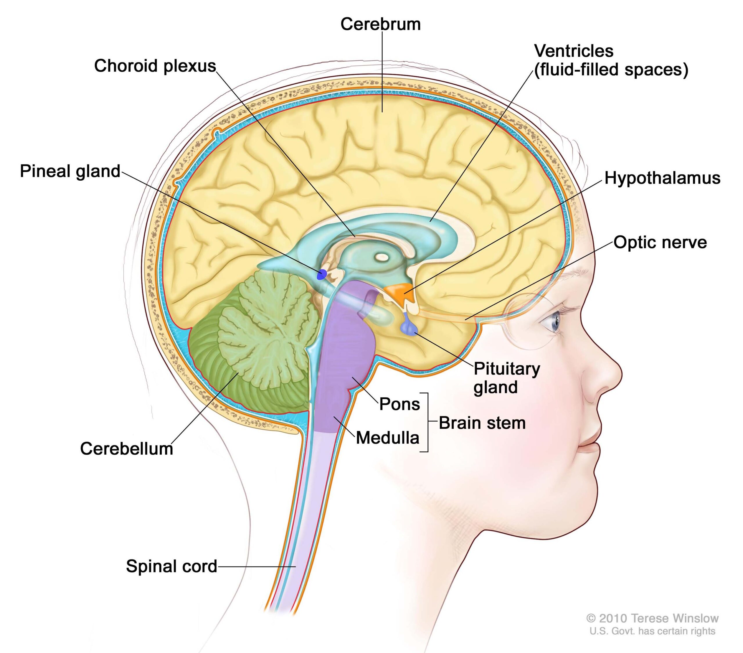 Childhood Craniopharyngioma