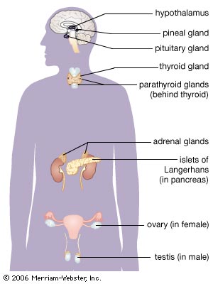 Endocrine System