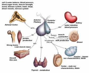 Pituitary gland hormones