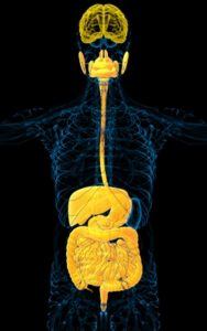 The Parkinson’s disease and gut-brain connection.