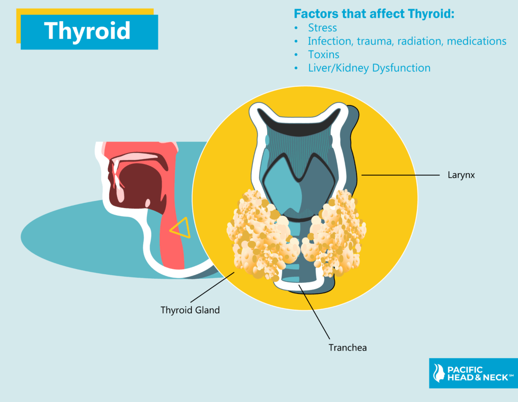Factors that affect Thyroid
