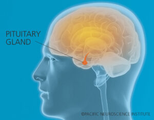 Pituitary gland