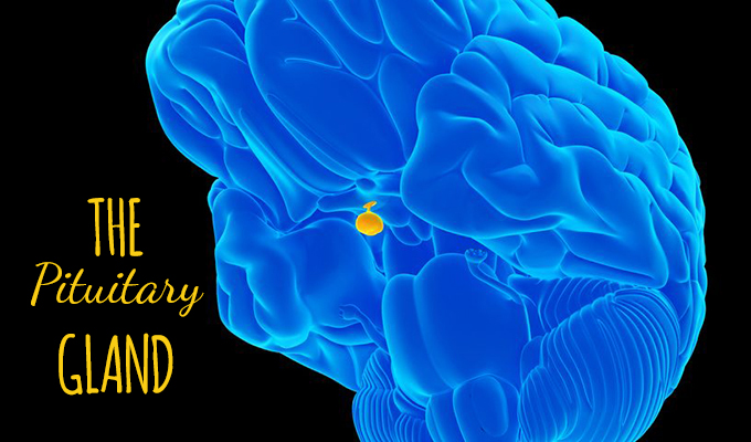 Pituitary gland