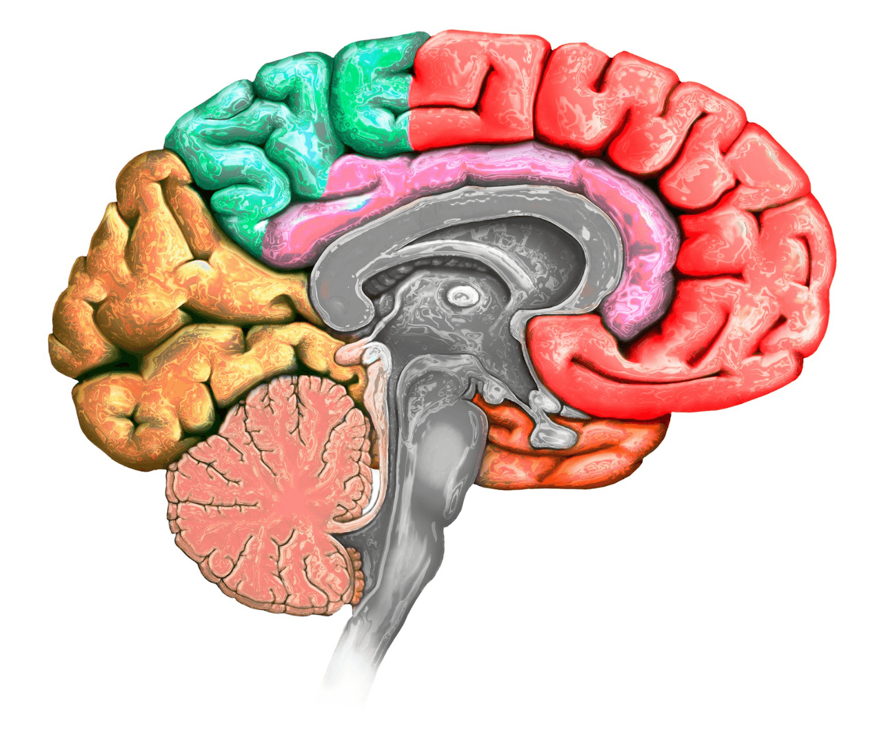 color coated brain diagram showing different functions 