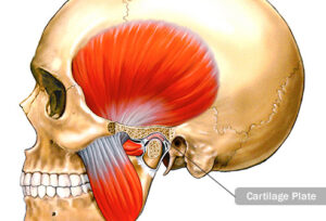 Temporomandibular joint
