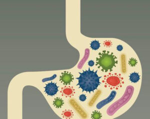 Microbiomes located in the gut.