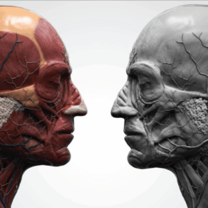 facial nerve illustration