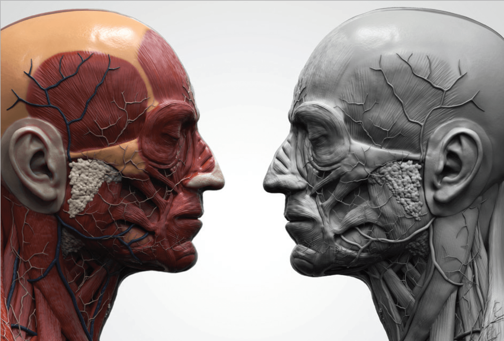 facial nerve illustration