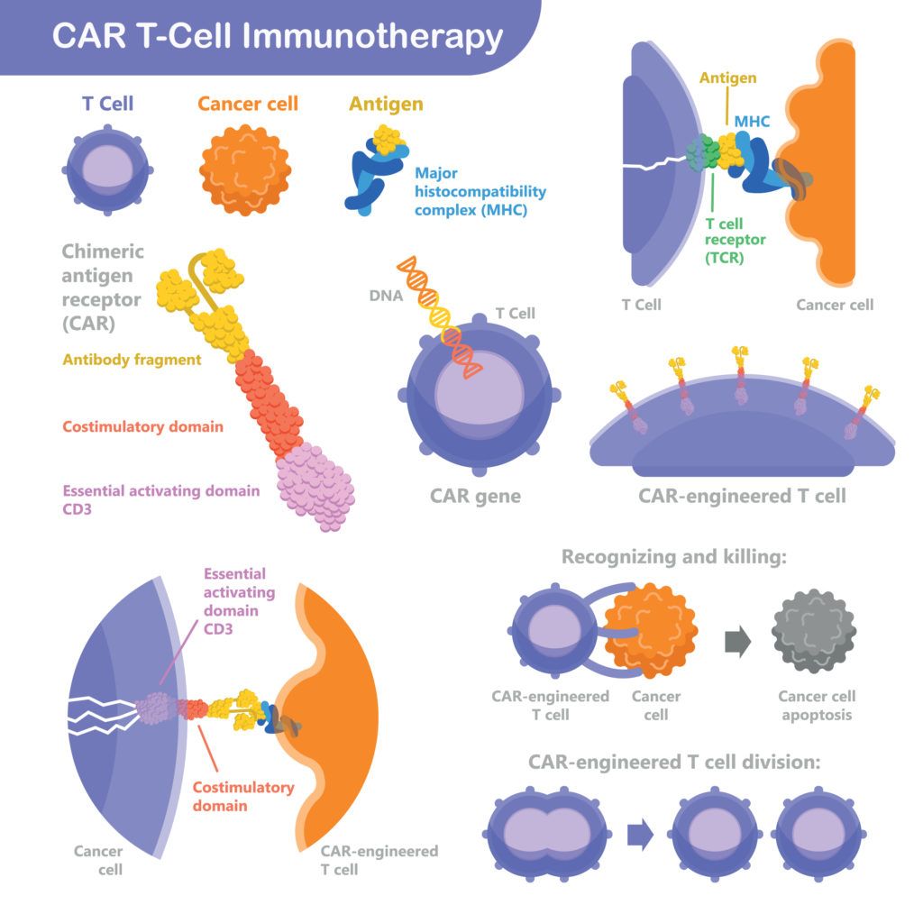 How CAR T-Cell immunotherapy works
