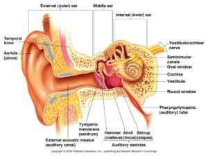 Anatomia dell'orecchio