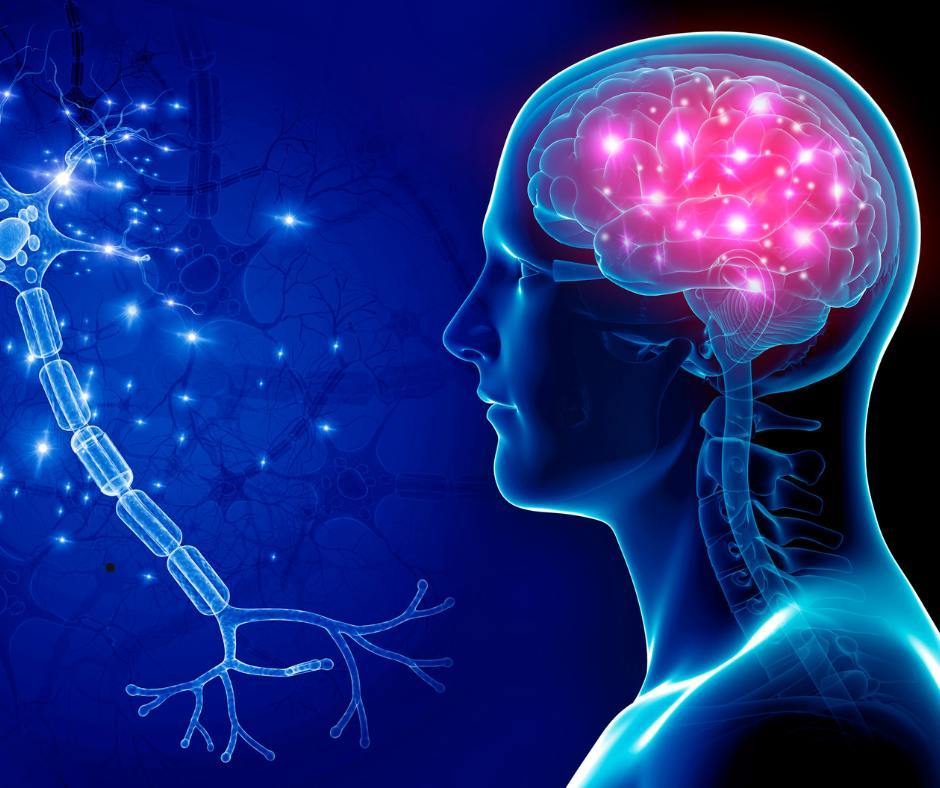 Digital drawing of brain and neuron at Pacific Neuroscience Institute