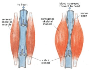 Cephalad Fluid Shift