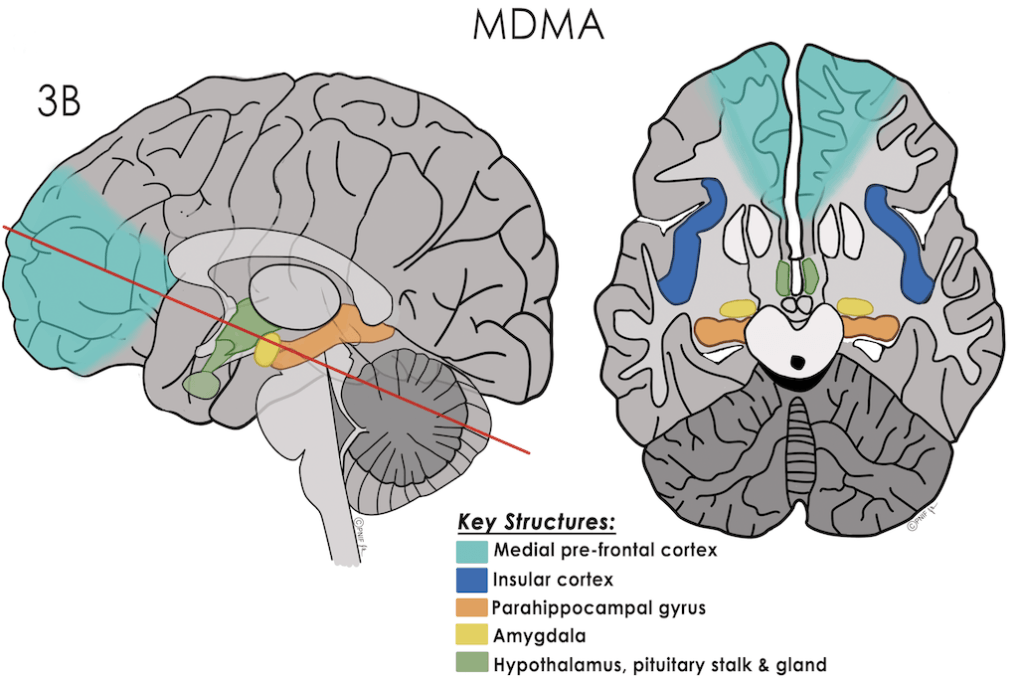 MDMA brain activation illustration