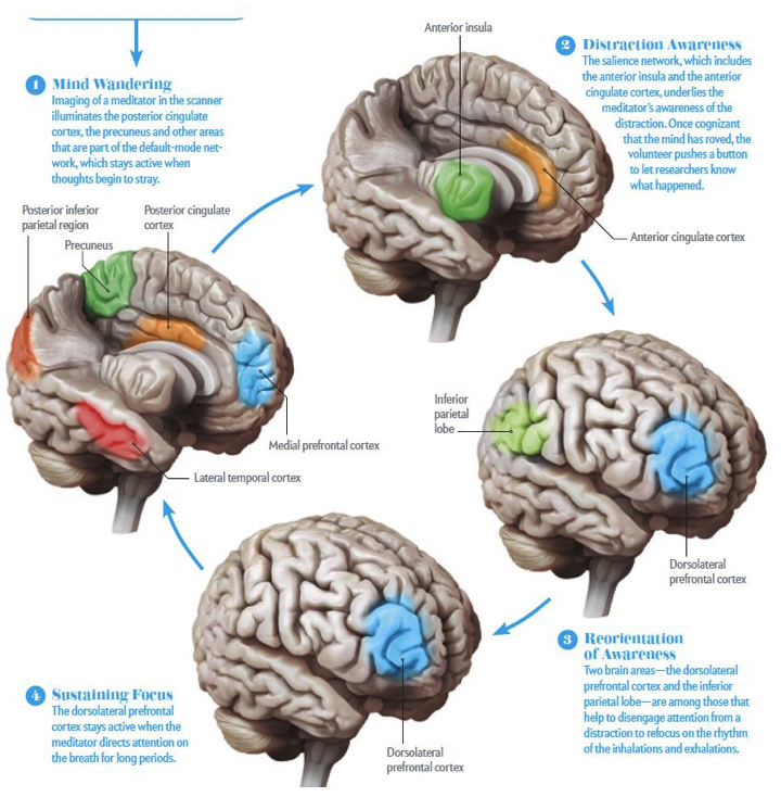 Meditation Cycle