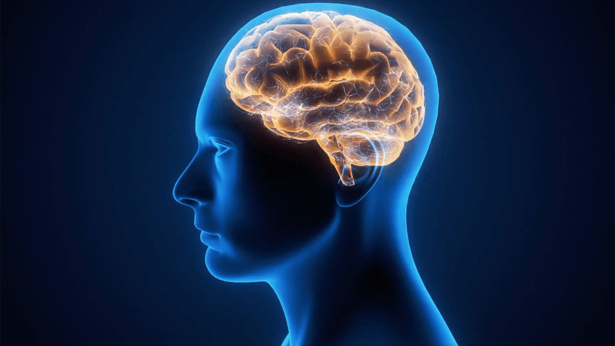 illustration of a human brain