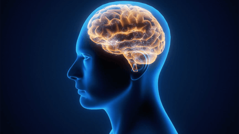 illustration of a human brain