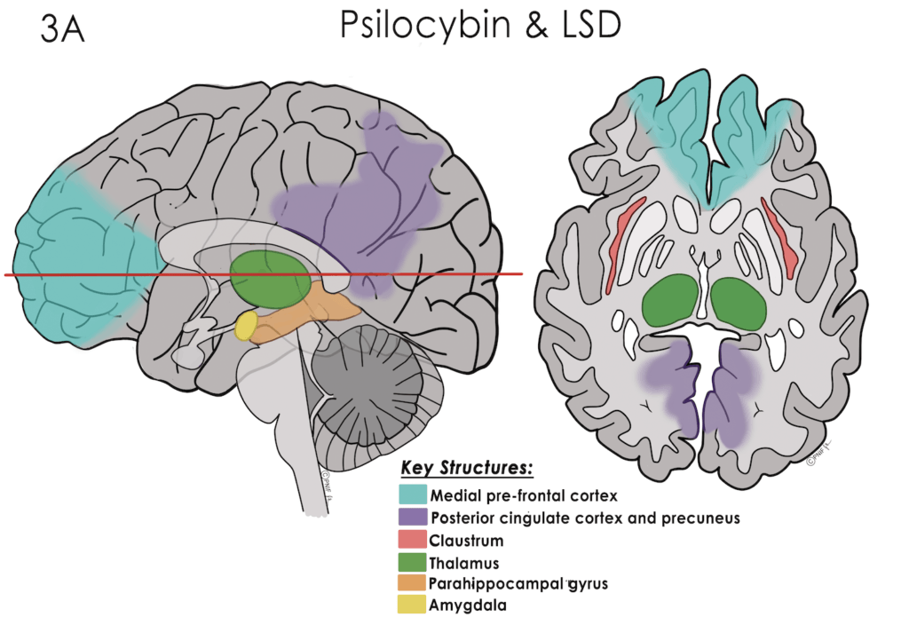 Psilocybin and LSD brain activation illustration