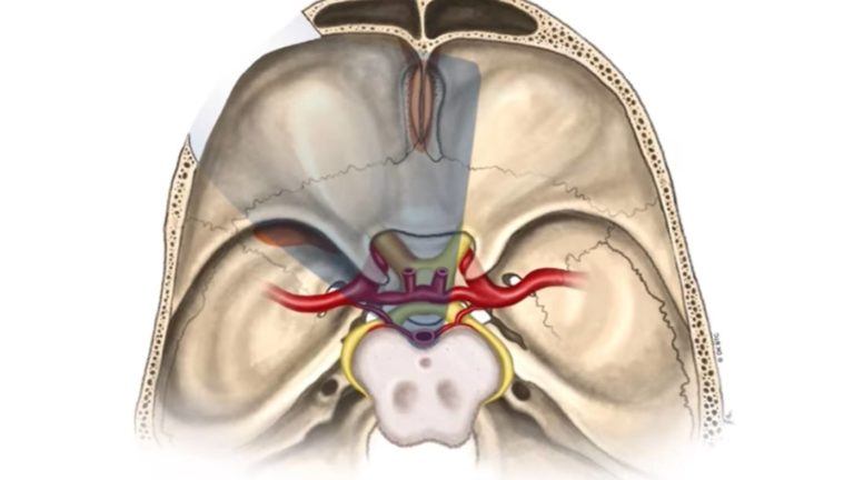 illustration of bones and blood vessels
