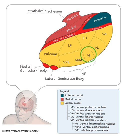 Essential Tremor And Balance Problems