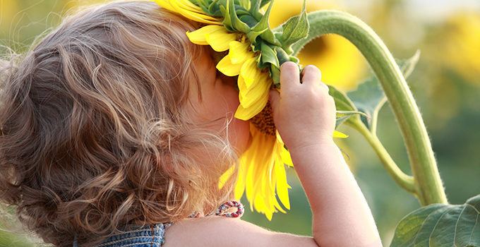 child smelling a sunflower