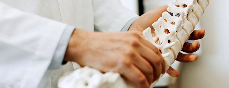 person holding a model of a human spine